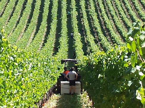 Wombat Creek Vineyard, Yarra Valley, Victoria, Australia